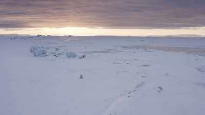 After three hours together,
they part company... - Frozen Planet II