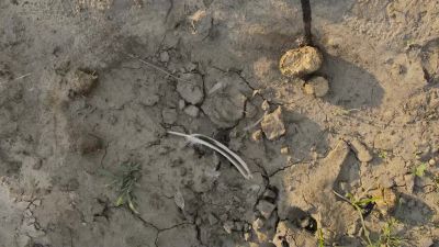 After three months of drought... - Big Beasts
