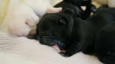 After three weeks,
these puppies are opening their eyes - Inside the Mind of a Dog