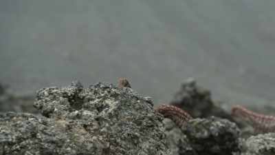 After two days of trekking, - Prehistoric Planet