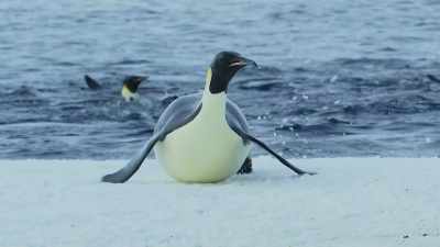 After two months at sea, - Wild Babies