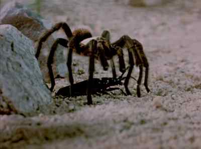 After what he's been through, - The Living Desert