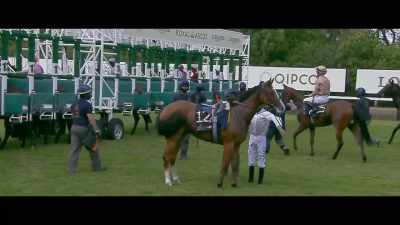 Again it's a wide
open contest with several fillies - Horsepower