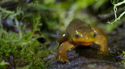 Again, the two features work together. - David Attenborough: A Life on Our Planet