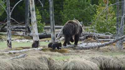 Against the odds,
all three cubs have survived - Epic Yellowstone