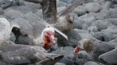 'Against these relentless killers,
a chick doesn't stand a chance. - A Year on Planet Earth