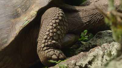 Age is no barrier
to dramatic change. - The Secret Lives of Animals