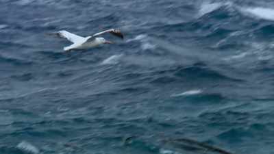 Ageing parents struggle on
all through the Antarctic winter, - Blue Planet II
