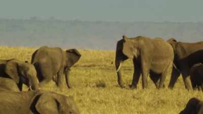 AGITATED TRUMPETING AND RUMBLING - Serengeti