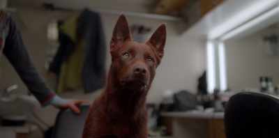 Ah... (GROANS) OK. - Koko: A Red Dog Story