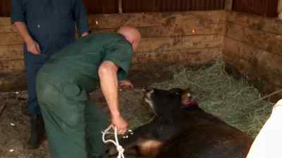 Ah-ha!
Now we caught ya. - The Incredible Dr. Pol