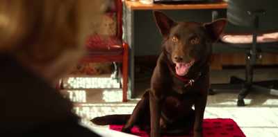 Ah, jeez, there's
one final thing - Koko: A Red Dog Story
