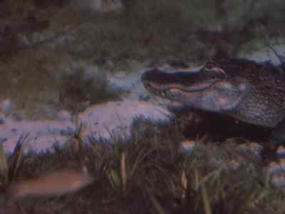 Ah, there he is, - Prowlers of the Everglades