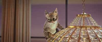 Ah, too bad you can't come
up here and get me, Gracie, - Gracie & Pedro: Pets to the Rescue