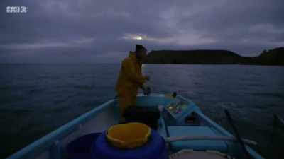 Ah, what's this, look, what's this?
Here we go. Here they are. - Cornwall: This Fishing Life