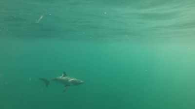 Aici sunt pui de rechin. - Baby Sharks