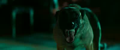 Aimes-tu les chiens, John? - John Wick: Chapter 3   Parabellum