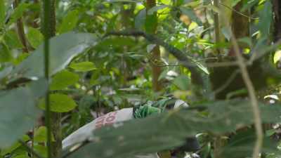 Aja's fierce passion to protect
these native forests is evident, - The Green Planet