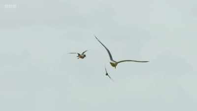 Alarm calls warn all the chicks, - Wild Isles