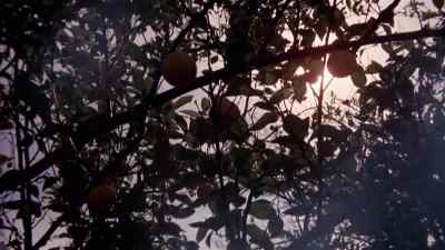 [alarm ringing] - The Day of the Locust