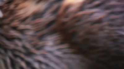 Alarming for any homeowner,
especially beavers. - The Secret Lives of Animals