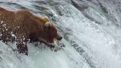 Alaskan brown bears
wait for them at the waterfalls. - Our Planet