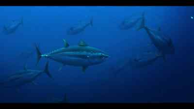 Albacore, bigeye and skipjack. - Our Oceans