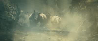 Albino rhinos - Jumanji: Welcome to the Jungle
