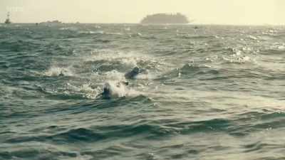 Alcatraz is a real challenge, - The Human Body: Secrets of Your Life Revealed