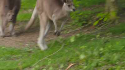 Aleisha: Can you stop moving?
For two seconds? - Secrets of the Zoo
