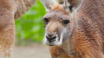 aleisha-how-doing-youre-handsome - Secrets of the Zoo