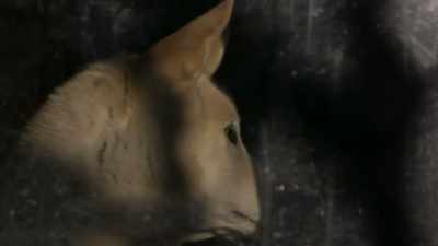 ALEX: It don't look like it,
it's like 30 below right
now outside. - Life Below Zero: Next Generation