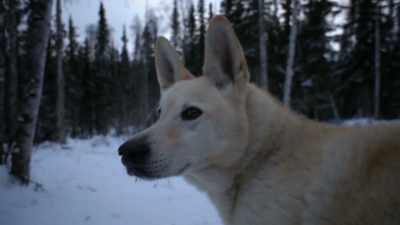 ALEX: The major force I'm
going against here is the cold. - Life Below Zero: Next Generation