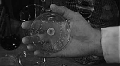 Alexander Fleming
discovered penicillin in 1927. - Fantastic Fungi