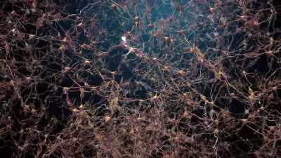 [Alfredo] All these neurons
are all interconnected, - Human: The World Within