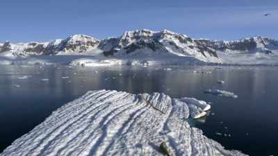 "Algae grows on the bottom
of ice floes." - Secrets of the Whales