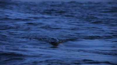 ALISON: We realize just how
strategic they are as hunters. - Shark Attack Files