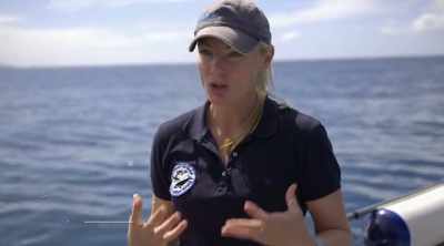 ALISON: What makes the white
shark's bite so unique is that - Shark Attack Files