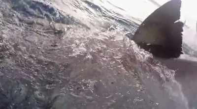 ALISON: What she's going to do, - Shark Attack Files