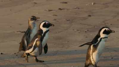 All across the colony, - Penguin Town