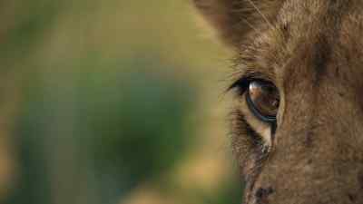 All alone, with no one
to protect or hunt for them, - Predators