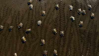 All along the beach in a spectacle
that has remained unchanged - Blue Planet II