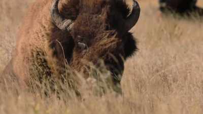 "'All we animals can do is
supply the things that - The American Buffalo