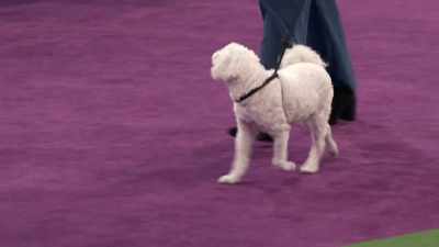 All animals have
the ability to mimic, - 2022 American Rescue Dog Show