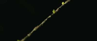 All ants in a colony
are closely related. - Alien Worlds