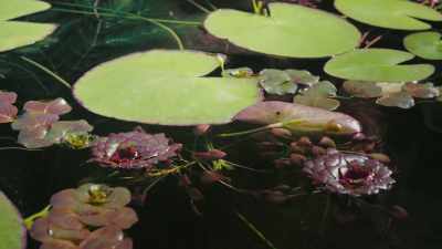 All are racing to claim
as much sunlight as possible. - The Green Planet