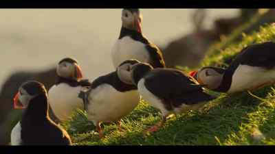 All around him,
happy couples are reuniting, - Our Oceans