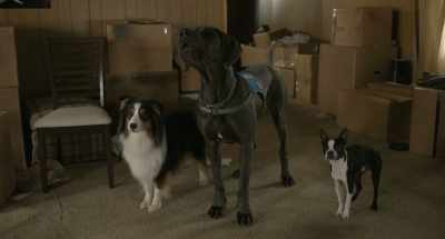 - (all barking)
- I'm gonna enjoy - Strays
