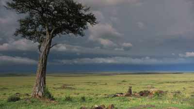 (ALL CHITTERINGH AGGHRESSIVELY) - Dynasties
