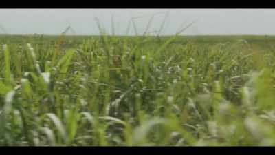 All she could think was to go
to them field slaves - The Long Song